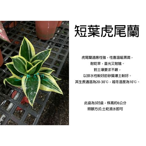 虎尾蘭 二氧化碳|【室內植物指南】虎尾蘭可放在房間嗎？4種適合擺在。